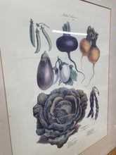 Load image into Gallery viewer, Andrieux Vilmorin's 'Le Jardin Potatoes'