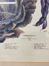 Load image into Gallery viewer, Andrieux Vilmorin's 'Le Jardin Potatoes'