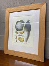 Load image into Gallery viewer, Andrieux Vilmorin's 'Le Jardin Potatoes'