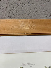 Load image into Gallery viewer, Andrieux Vilmorin's 'Le Jardin Potatoes'