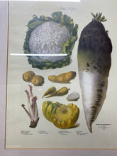 Load image into Gallery viewer, Andrieux Vilmorin's 'Le Jardin Potatoes'