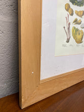 Load image into Gallery viewer, Andrieux Vilmorin's 'Le Jardin Potatoes'